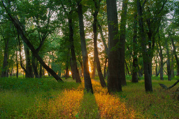 Sun Beams On The Forest Floor At Sunset