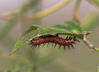 gulf fritillary caterpillar eating leaves