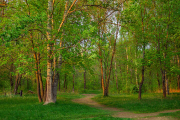 path through the green summer forest