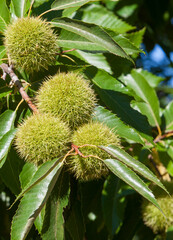 Sweet chestnut unripe fruits. Extremadura, Spain