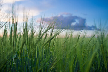 Obraz premium Green barley ears full of grains at cereal field over cloudy sunset sky