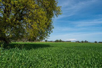 Beautiful field with green plants planted growing in the shade of a tree and in the background a snowy mountain