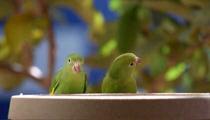 periquito-de-encontro-amarelo