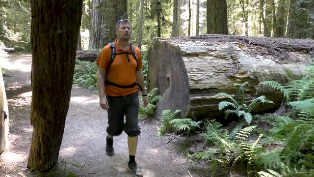 Man hiking along a trail in the Redwood National Park, California