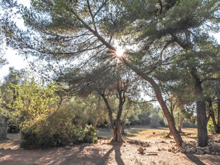 Rayons de soleil en sous bois