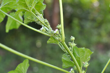 Mallow (Malva pusilla, Malva rotundifolia) grows in nature in summer