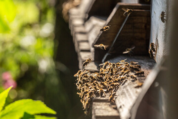 Close-up of bees at a apiary