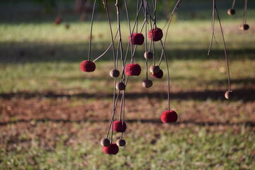 angelim-saia no Cerrado