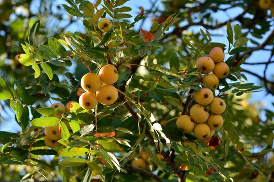 Sorbus domestica. Frutos del Serbal com&uacute;n en las ramas del &aacute;rbol