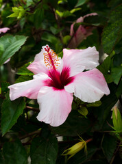 Una hermosa flor rosa de Hibiscus.
