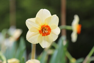 beautiful yellow and orange daffodil