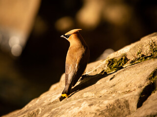 Cedar Waxwing