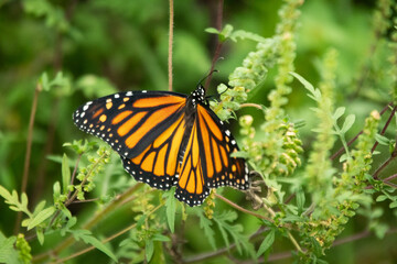 Monarch butterfly