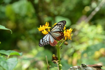 butterfly on a flower