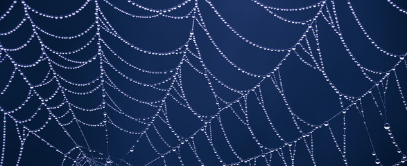 Argiope bruennichi Yellow-black spider in her spiderweb - obrazy, fototapety, plakaty