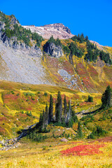 Fall colors on the slopes of Mount Rainier.  Fir trees fight for survival in the high elevation volcanic land