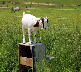 boer goat on wooden steps