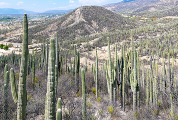 Landscap in the Tehuacan Cuicatlan Biosphere Reserve with columnar cactus (Ceroid cactus), Oaxaca, Mexico.