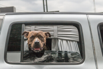 Pitbull dog poking his head out of the window of a hearse.