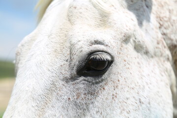 gray horse eye