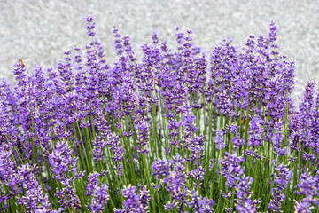 Fototapeta premium Lavender 