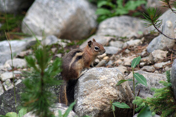 cute chipmunk on a rock