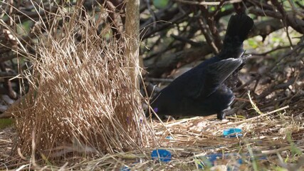 a male satin bowerbird's mating dance with a female in his bower at a forest on the central coast of nsw, australia