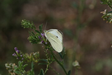 white butterfly on purple plants