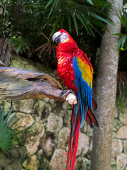 Guacamaya © JosRoberto
