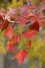 Red and yellow fall leaves