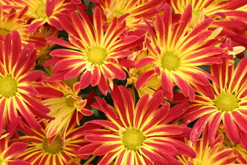 Bright Red and Yellow Mums close-up