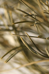 Pine Needle close-up