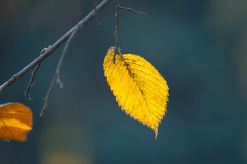 the lone autumn leaf on the tree