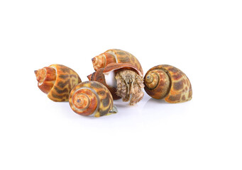 hermit crab isolated on white background