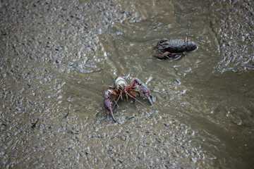 池の地面にいるザリガニの様子