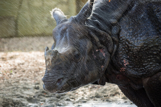 夏の東山動物園のインドサイが水を浴びている様子 Stock Photo Adobe Stock