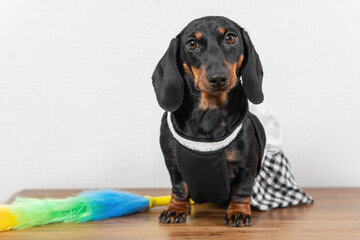Cute dachshund puppy in maid uniform with apron sits on wooden surface, feather duster for cleaning nearby, front view. Puppy is ready for work after break.