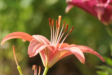 Peach Asiatic Lily with burgundy lily