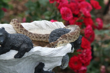 Bullsnake in birdbath