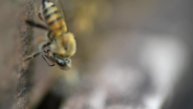 Una abeja limpiándose una varroa:  A bee cleaning it self a varroa 