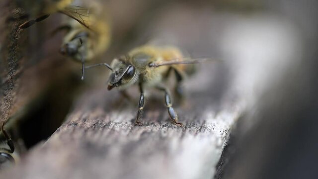 Abeja sobre la puerta de su colmena: Bee on its door hive 
