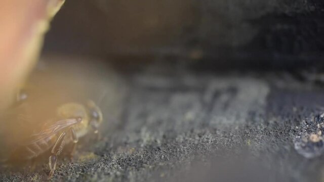 Abejas en la piquera de su colmena: Bees at the door of their hive 