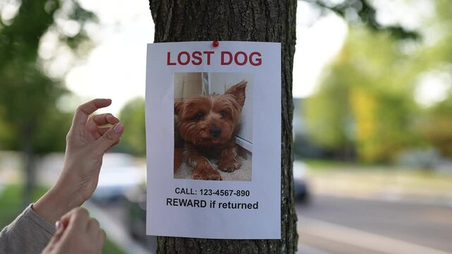 Missing Puppy Pet Ad Paper Lost Dog Poster