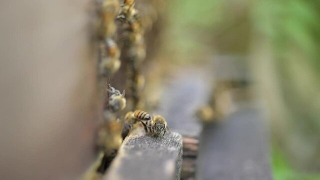 Abejas en la piquera de su colmena: Bees at the door of their hive 