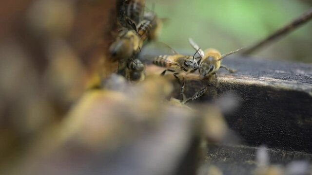 Abejas en la piquera de colmena: Bees at their door of their hive