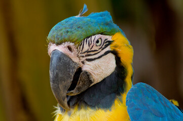 Blue-and-yellow macaw over blurred background