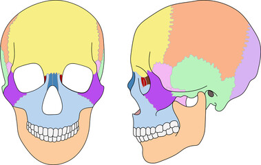 頭蓋骨・縫合・テキストあり