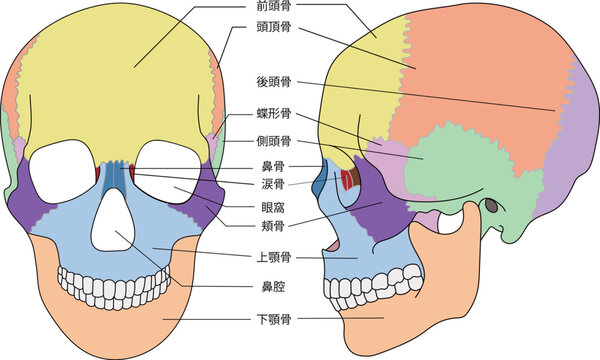 2 859 Best 頭蓋骨 Images Stock Photos Vectors Adobe Stock