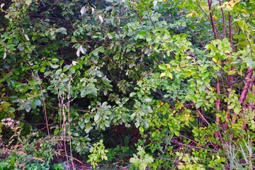 Thickets of dense forest