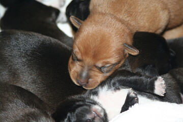 Cute Sleepy Newborn Puppy Pile